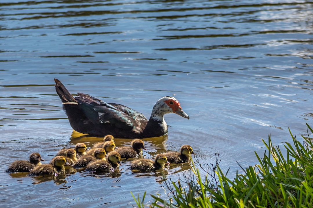 Photo Duckling, pond